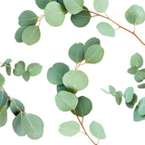 Airceuticals® Eucalyptus Organic Essential Oil Blend