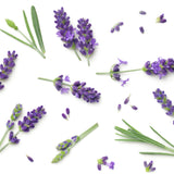 Airceuticals® Lavender Organic Essential Oil Blend