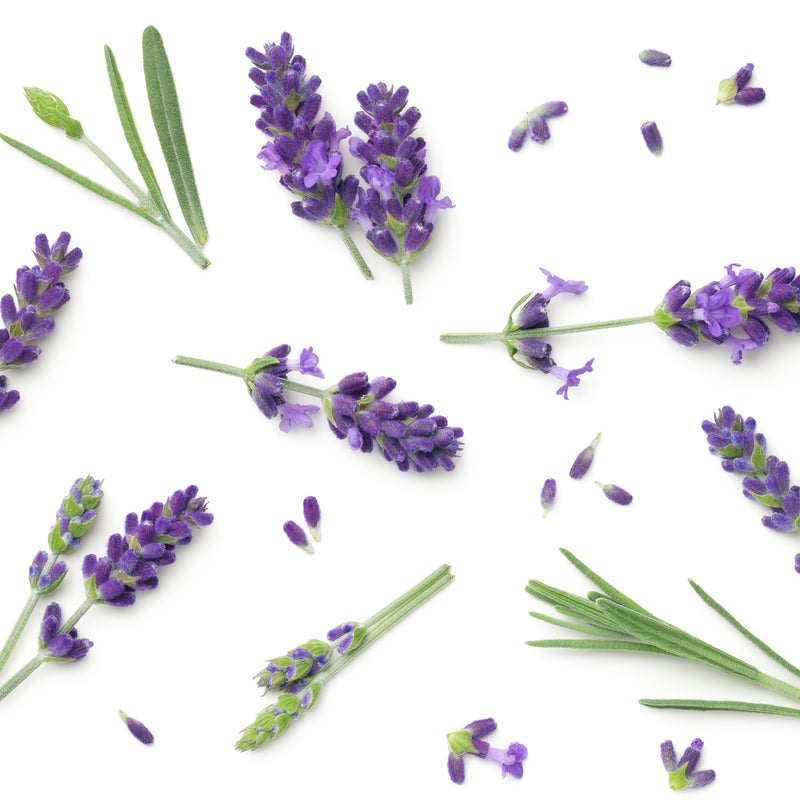 Airceuticals® Lavender Organic Essential Oil Blend